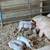 Feeder pigs and a boar 2 thumbnail