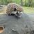 Two hedgehogs 1 thumbnail