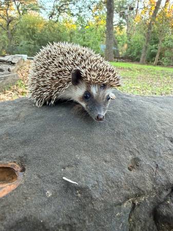 Two hedgehogs 1