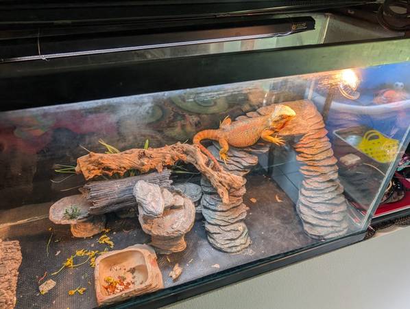 Bearded dragons (Orange Park)63682121409537122