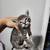 Kittens 1 thumbnail