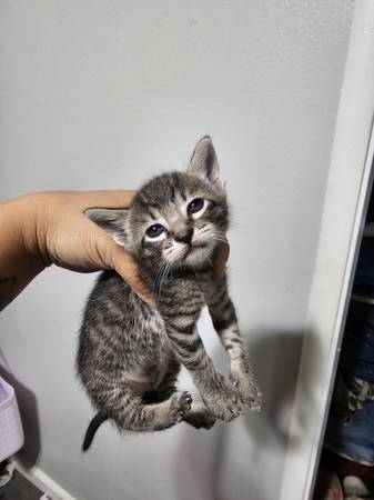 Kittens 1