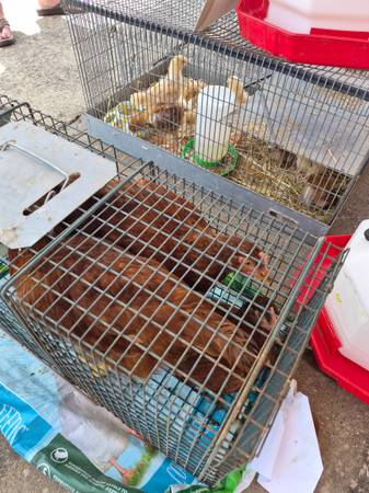 Chickens pullets 1