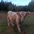 Highland steer 1 thumbnail