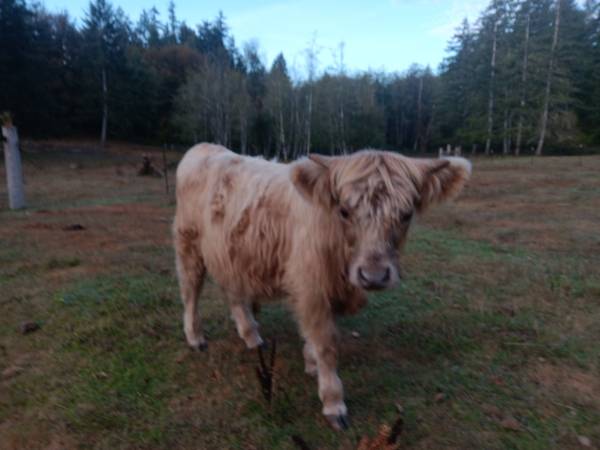 Highland steer 1