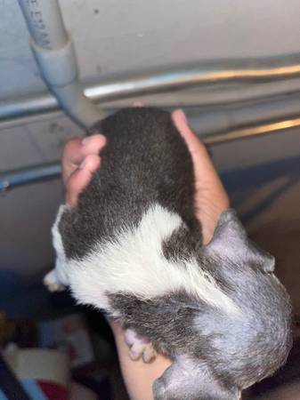 Criadero de cachorros (Madera)63678139218305123