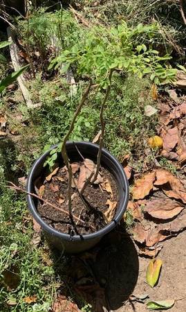 Moringa Oleifera (Drumstick) Rooted Live Plant 1