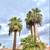Tree & palm services, yard clean ups, artificial grass & pavers 6 thumbnail