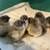 Four Acorns Farm: PULLETS, chicks, hatching eggs 3 thumbnail