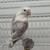 Fisher lovebird 2 thumbnail