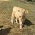 Mini Cow Calves Highland, Highpark and Crosses 17 thumbnail