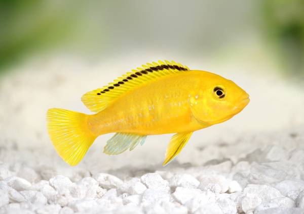 cichlid fish 1