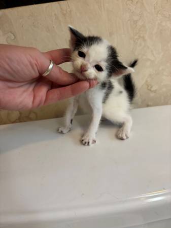 Kittens lindos63865302782211123
