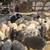 sheep borregas 3 thumbnail