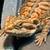 Juvenile Bearded Dragon with enclosure $200. Firm 2 thumbnail