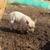 Kune/IPP cross piglets 2 thumbnail