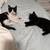 Kitten 2 thumbnail
