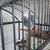 Experienced African Grey Family Looking to Give a Grey a Forever Home 2 thumbnail