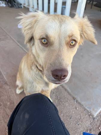 Rehoming dog 1
