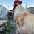white leghorn mix rohde island rooster 4 thumbnail