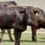 Wagyu & Wagyu Angus Cross Feeder Steers 4 thumbnail