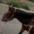 Kid broke grade mare 11 thumbnail