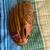 Rawlings  baseball glove 3 thumbnail