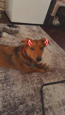 Corgi/ Treeing walker coonhound 1