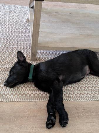 Cachorro macho (Valdosta)63978327421058120