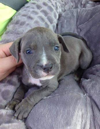 Looking for Forever Homes (Southeast MO)63612039532545120