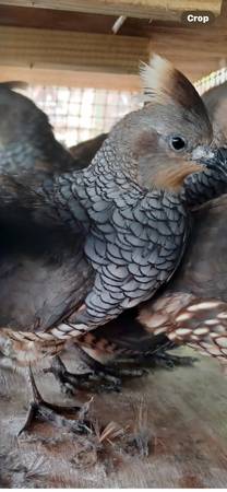 Quail - $1,234 (Mosheim)63439463829249126