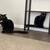 Need Temporary Home For 2 Cute Cats 🖤 5 thumbnail