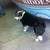 Pet Sitting & Boarding- Horses-Dogs-Cats-Farm Animals 9 thumbnail