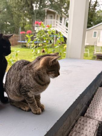 Kittens+Madre (Manassas)
