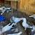 Pigeon 15 thumbnail