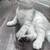Scottish Kittens 5 thumbnail