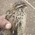 Corturnix quails 1 thumbnail