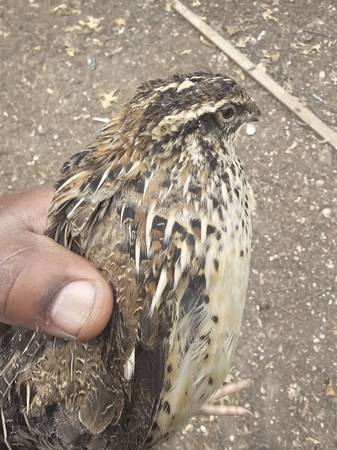 Corturnix quails 1