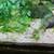 Crypt Mioya aquarium plants Group of 4 plants 4 thumbnail