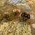 Sulcatta babies 1 thumbnail