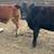 Beef cross Heifers 1 thumbnail