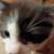 Kittens for rehoming 5 thumbnail