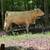 Scotish Highlander Galloway 3 thumbnail