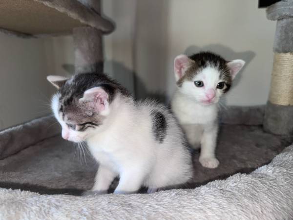 ¡Gatitos disponibles para ser reubicados! (Stamford)