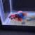 Male betta fish 1 thumbnail