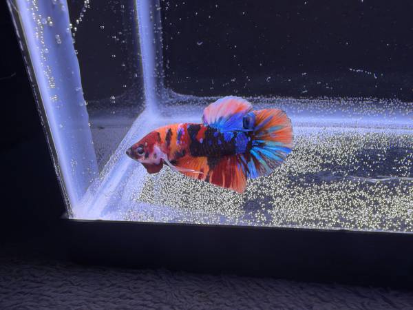 Male betta fish 1