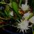 Epiphyllum oxypetalum 1 thumbnail