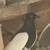 Pigeons 3 thumbnail
