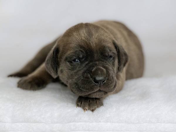 Cane Corso63661942135809121