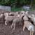 Dairy sheep 2 thumbnail
